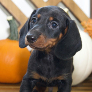 Dachshund Puppy Dylan