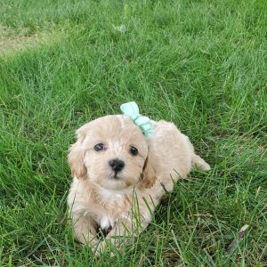 Poo-Ton Puppy Amari