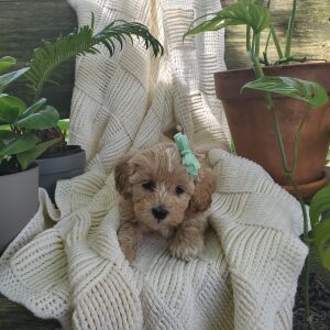 Poo-Ton Puppy Amari