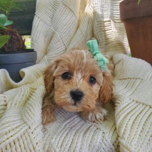 Poo-Ton Puppy Amari