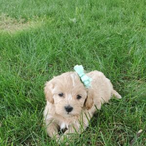 Poo-Ton Puppy Amari