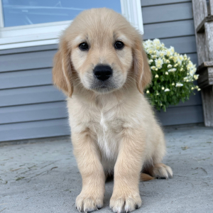 Golden Retriever Puppy Aaron