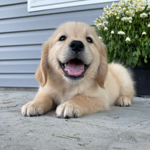 Golden Retriever Puppy Aaron