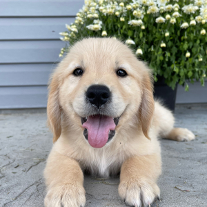 Golden Retriever Puppy Aaron