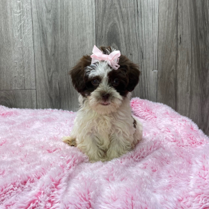 Havanese Puppy Jerika