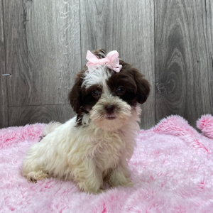 Havanese Puppy Jerika