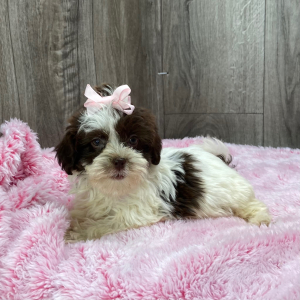 Havanese Puppy Jerika