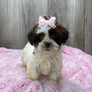 Havanese Puppy Jerika