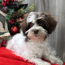 Havanese Puppy Jerika