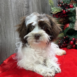Havanese Puppy Jerika
