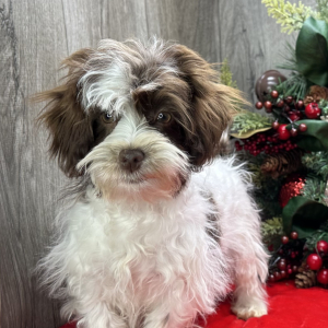 Havanese Puppy Jerika