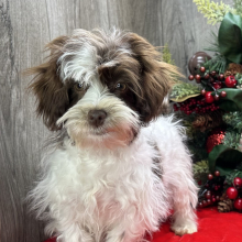 Havanese Puppy Jerika