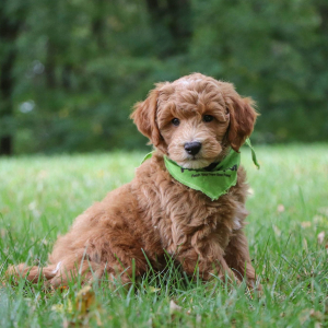 Goldendoodle Puppy Oswald