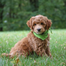 Goldendoodle Puppy Oswald