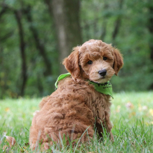 Goldendoodle Puppy Oswald