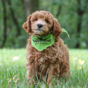 Goldendoodle Puppy Oswald