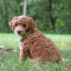 Goldendoodle Puppy Oswald