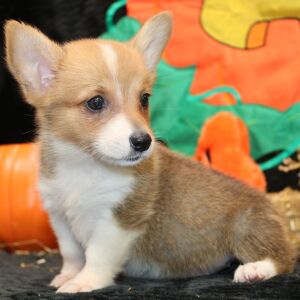 Pembroke Welsh Corgi Puppy Marren