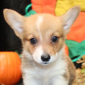 Pembroke Welsh Corgi Puppy Marren