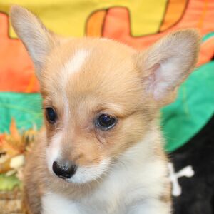 Pembroke Welsh Corgi Puppy Marren