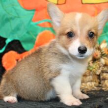 Pembroke Welsh Corgi Puppy Marren