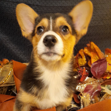 Pembroke Welsh Corgi Puppy Jade