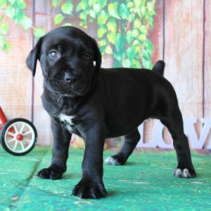 Cane Corso Puppy Tessa