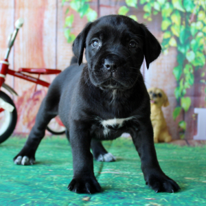 Cane Corso Puppy Tessa