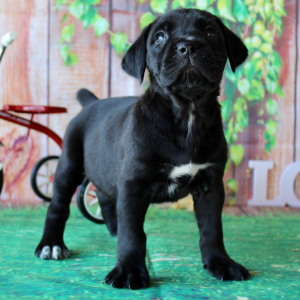 Cane Corso Puppy Tessa