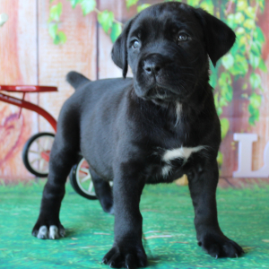 Cane Corso Puppy Tessa