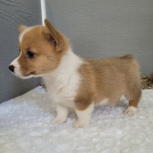 Pembroke Welsh Corgi Puppy Skye