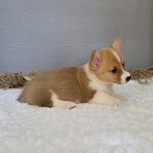 Pembroke Welsh Corgi Puppy Skye