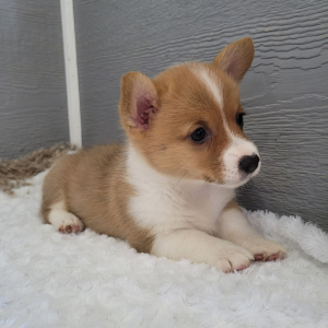 Pembroke Welsh Corgi Puppy Skye