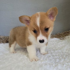 Pembroke Welsh Corgi Puppy Skye