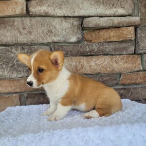 Pembroke Welsh Corgi Puppy Skye