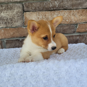 Pembroke Welsh Corgi Puppy Skye