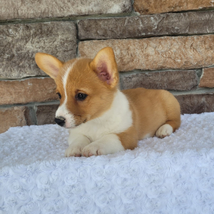 Pembroke Welsh Corgi Puppy Skye