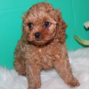 Cavapoo Puppy Honey