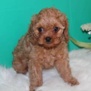Cavapoo Puppy Honey
