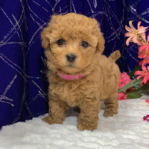Maltipoo Puppy Foxey