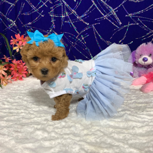 Maltipoo Puppy Foxey