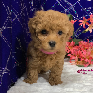 Maltipoo Puppy Foxey