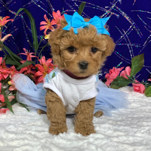 Maltipoo Puppy Foxey