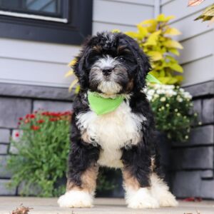 Bernedoodle Puppy Grant