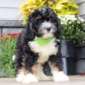 Bernedoodle Puppy Grant