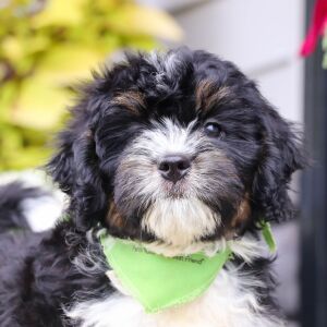 Bernedoodle Puppy Grant