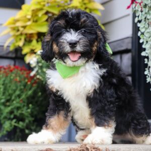 Bernedoodle Puppy Grant