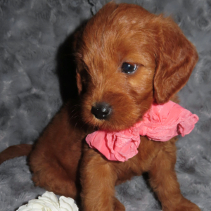 Goldendoodle Puppy Zoey
