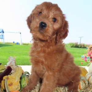 Goldendoodle Puppy Zoey