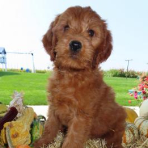 Goldendoodle Puppy Zoey